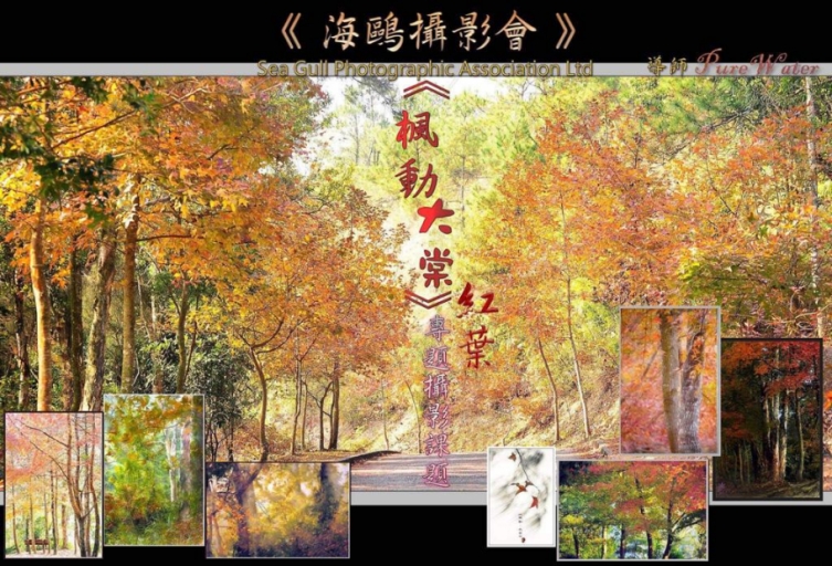 (楓動大棠紅葉) 2020 (額滿, 多謝支持)
